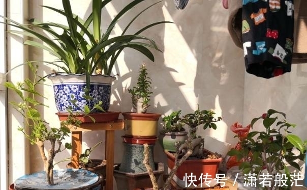 爱花养花,天冷打理就不能忽视这些因素,不然一盆不剩