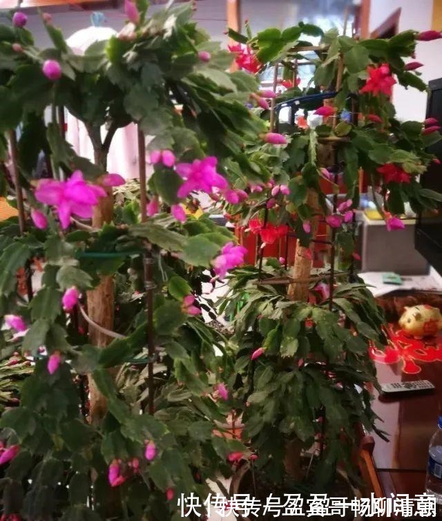 玉树|花盆越浅,开花越多,不信你试试!花盆越浅,开花越多,不信你试试!