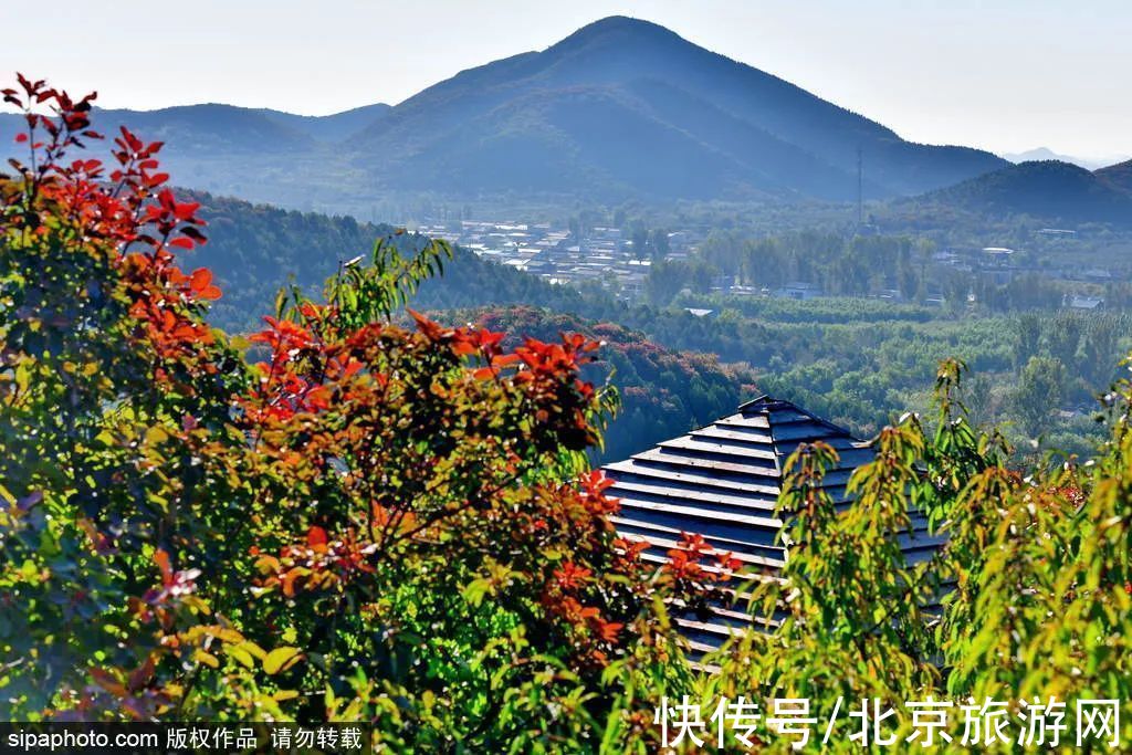 茶棚村|最新实拍！北京这里红叶美翻了！关键人少还免费，快来打卡