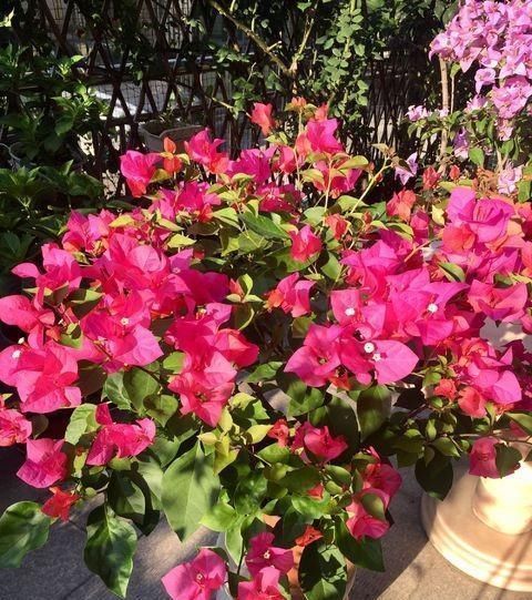 给三角梅修剪，记住“时间点”，开成大花团，真正的“开花机器”