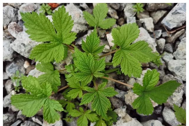 拉拉秧|看似没用的野草,拉拉秧是皮肤克星,这些用途能改变你的看法