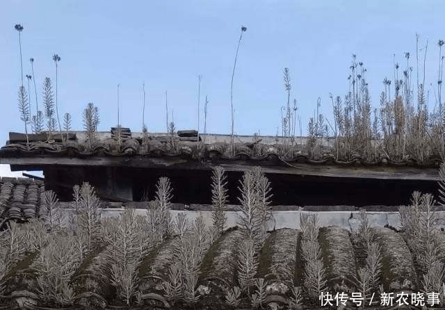 在农村“墙角”长着1堆多肉,冬天冻不死、夏天晒不死,简直开挂