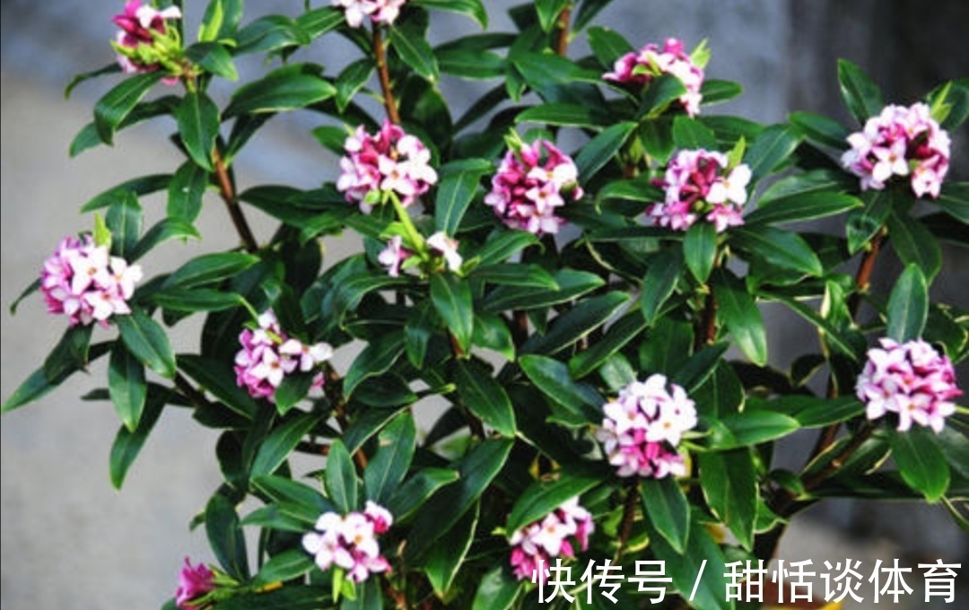 花苞|5种花,冬天也能开,摆在家里漂亮又养眼