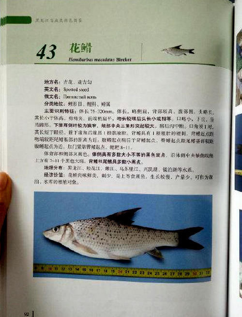 广东清远钓鱼人，水库大坝下钓起许多“老鼠鱼”来，这是什么鱼？