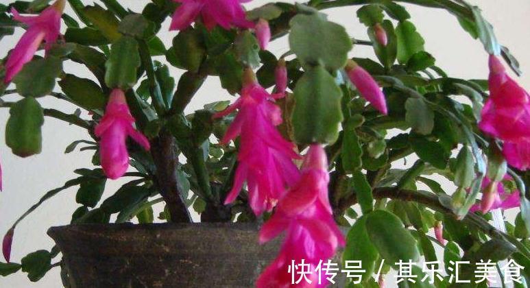 蟹爪兰叶片发黄,都是4个方面造成的,此样预防黄叶很有效