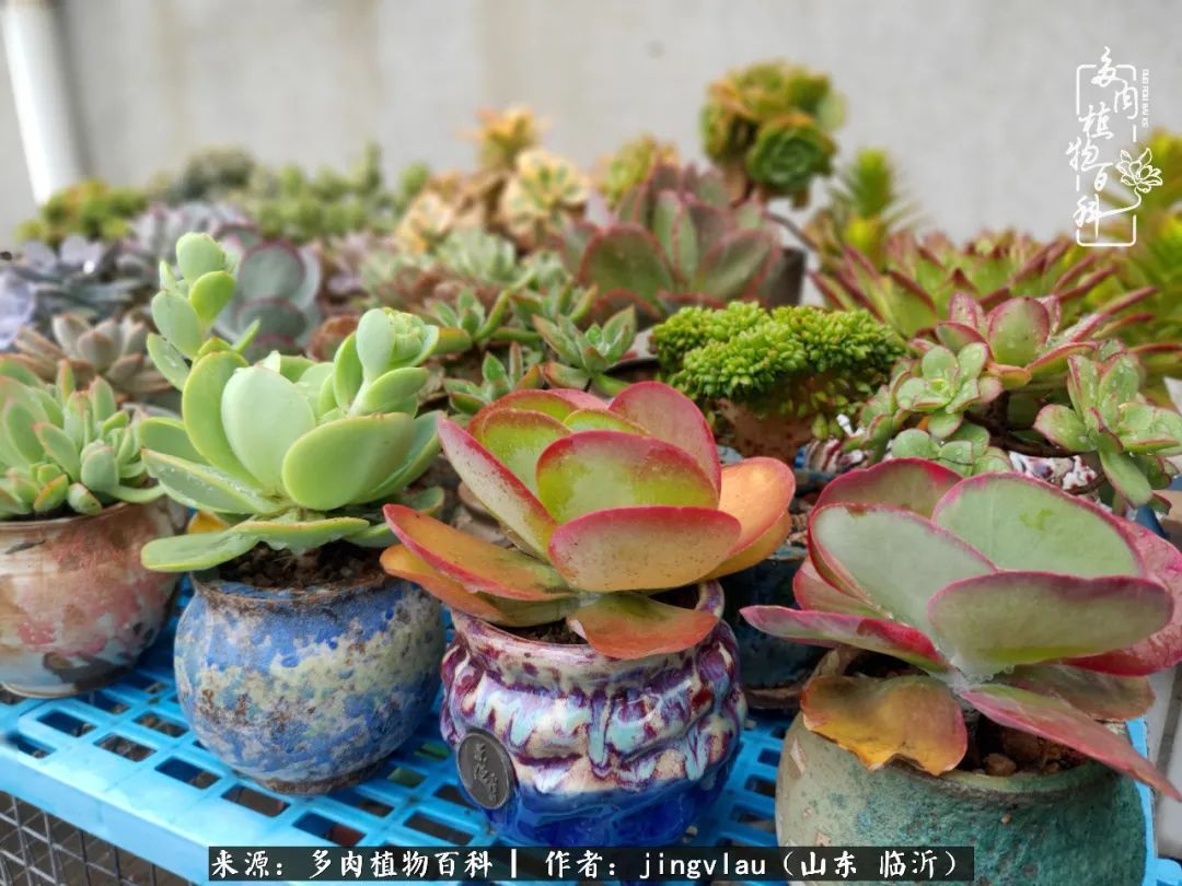 花月|多肉露养度夏,没遮阳没遮雨,有惊无险!