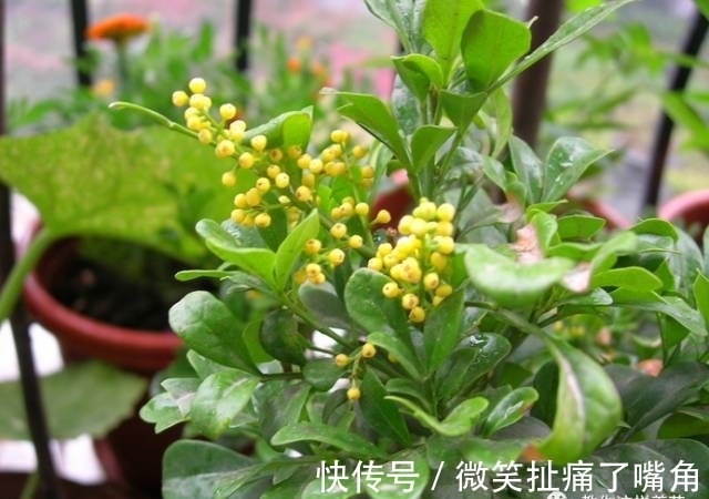 茉莉|阳台就养这些花,花香味浓,久聚不散,香味飘满屋!