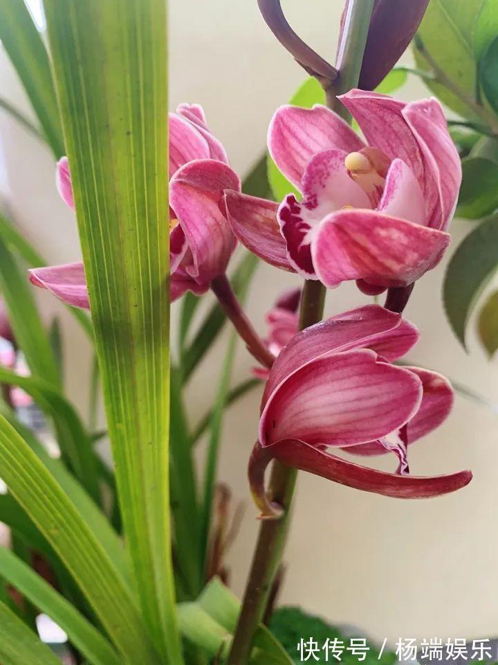 最难养的6种花,买一盆死一盆,想想都生气!