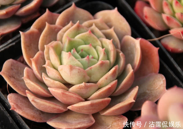 果皮肥|多肉不好养给它喂点“这种水”,快速上色越长越旺,爆盆不是梦