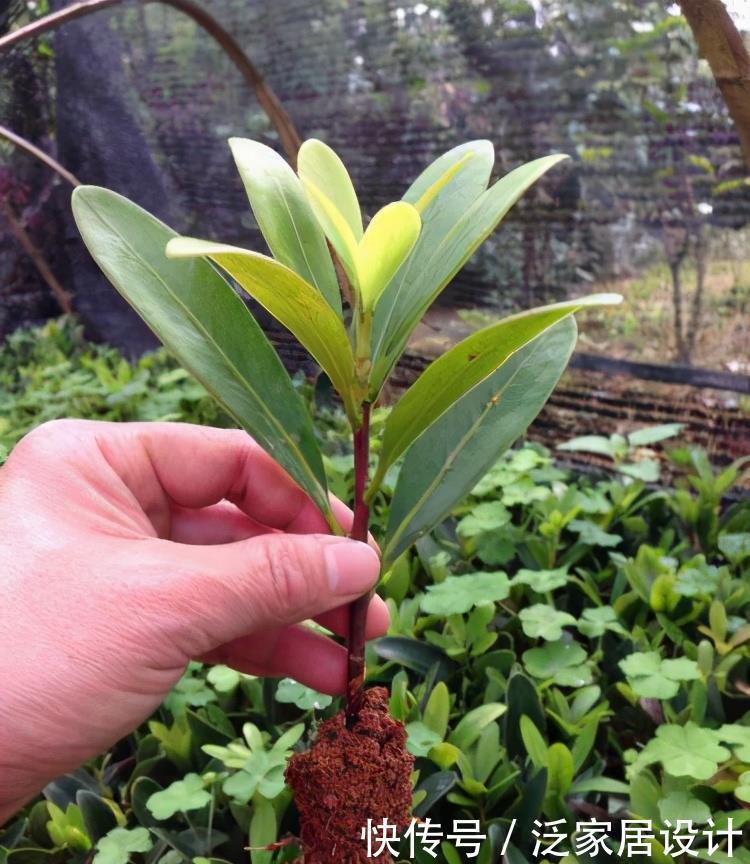 抓住春天扦插季,剪一个花枝,落地就生根,繁殖一堆小花苗