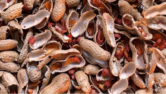 枸杞对于人们气血有何帮助?对肾脏有何益处?专家告诉你