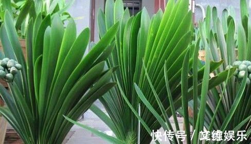 新叶|最厉害的养花营养液,给花喝一勺,四季不黄叶,新叶窜不停!