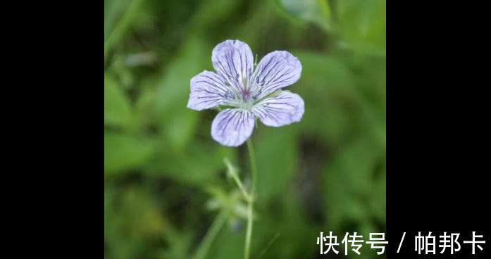 李时珍|一味不被重视的中药，祛风湿，通经络，李时珍说“浸酒，大有效”