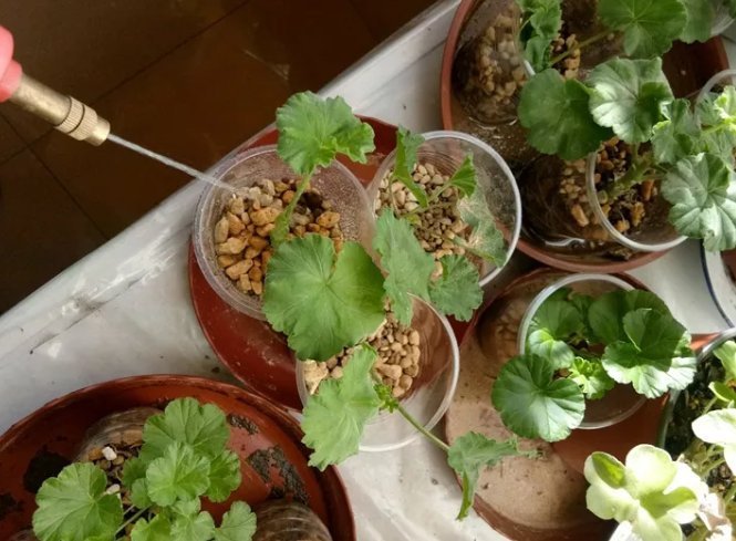 枝条|扦插最佳时期到了,有这花赶紧插,沾土就能活