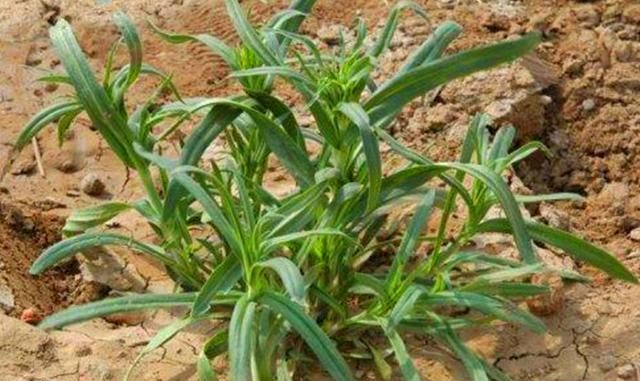 面条菜|农村野菜叫“面条菜”,很多人都知道会吃