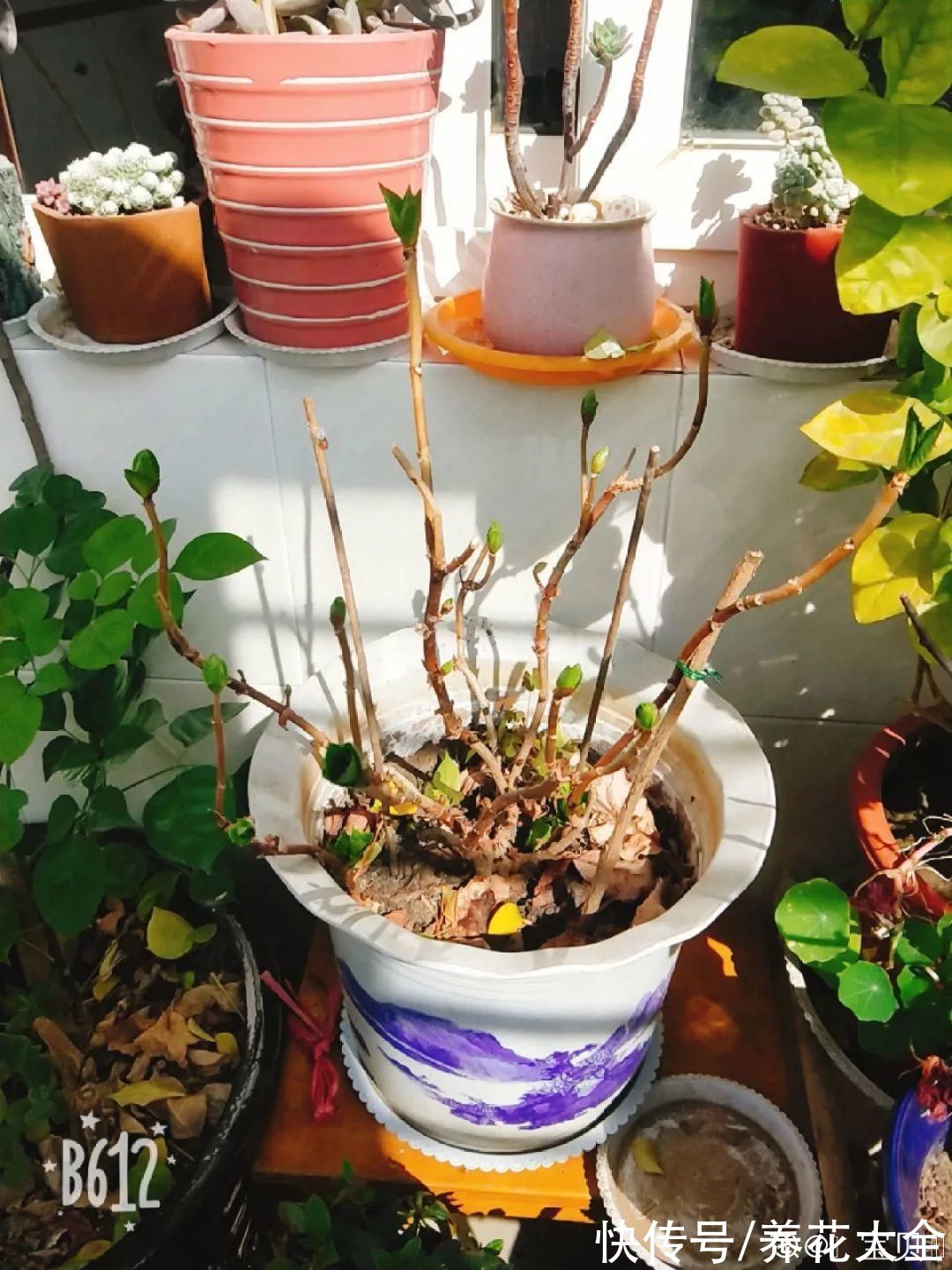 7种花冬天会假死，叶子掉光不要扔，明年还能大爆花