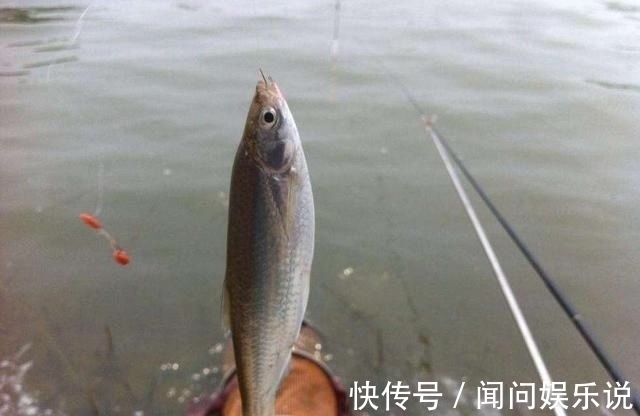 选择子|夏季用这么长的子线钓鲫鱼,怪不得你没别人收获好!