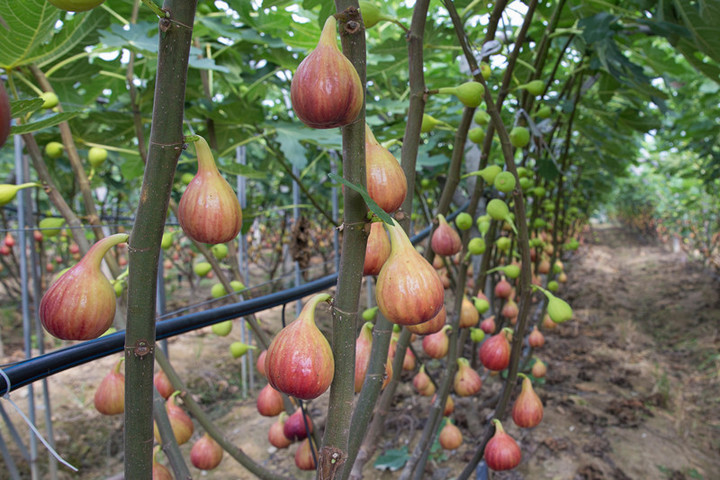 女性|女性多吃四种排毒食物,延缓衰老,越吃子宫越干净