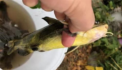 长竿|手竿钓黄颡鱼的实战技巧,这种钓法简单易学,让你轻松钓到黄颡鱼