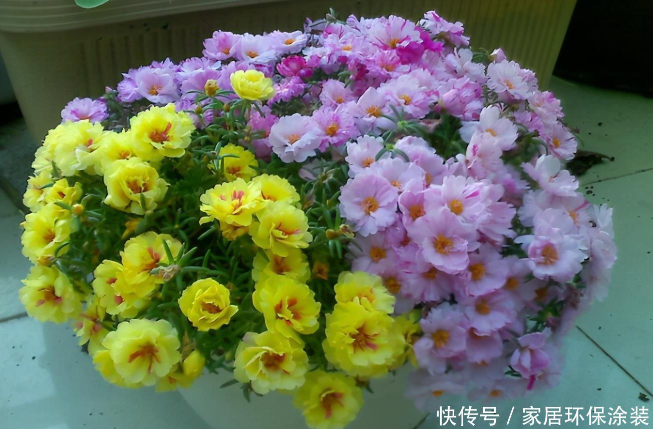 阳台想要变成“花海洋”,养5种花,不仅价格低,而且好养活