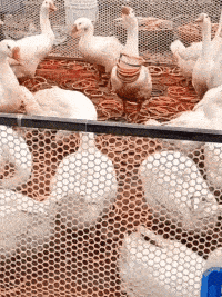 |搞笑GIF段子:挡着人行路了,就得踩着你过去!