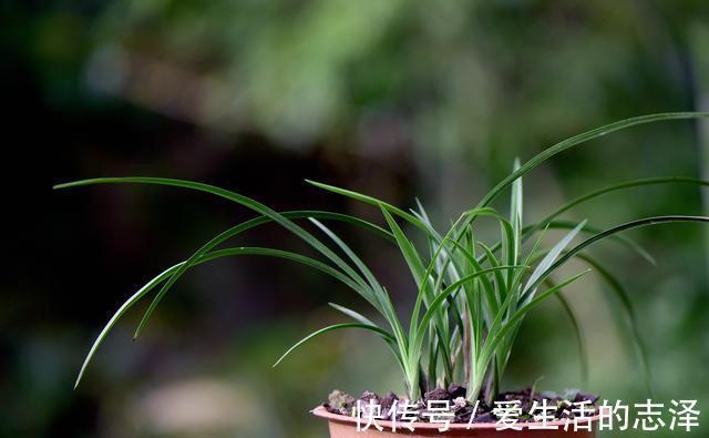 家养|夏天养兰花,究竟能不能淋雨?兰友:最怕这样淋