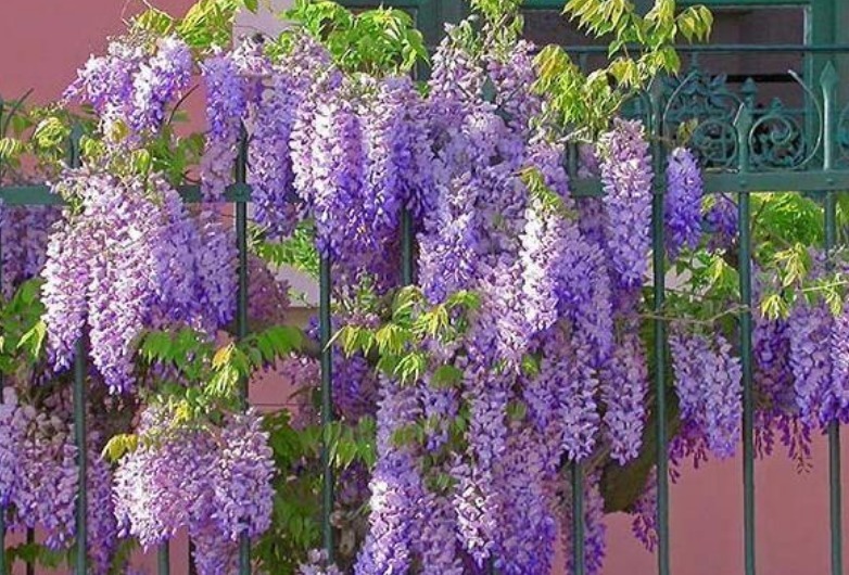 养护|春天就养5种花,好养又漂亮,花团锦簇,人见人爱!