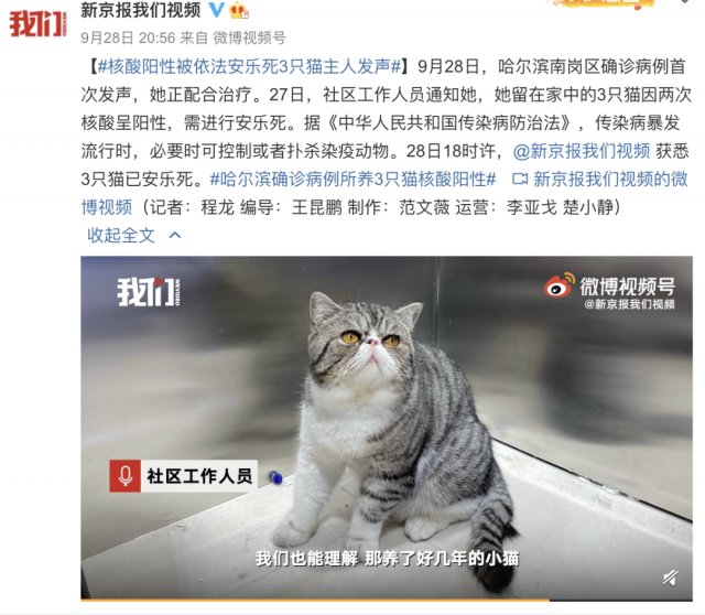 宠物猫|哈尔滨一确诊病例的宠物猫核酸阳性