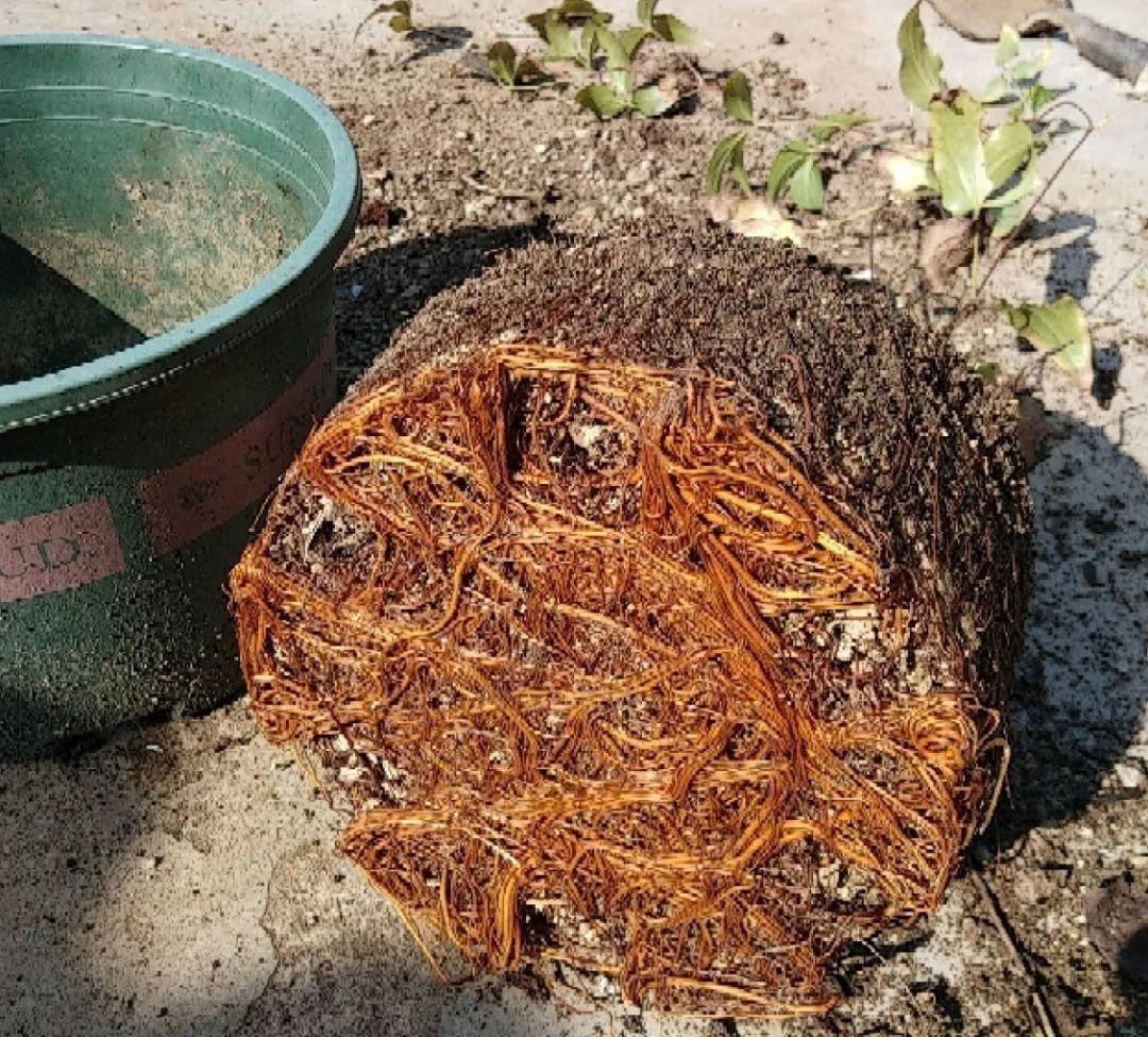 枯萎|9种花是富贵命，必须大盆养，小盆养会憋死