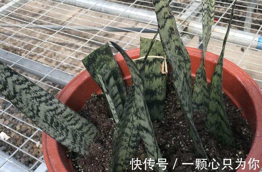 原来花卉还可以这么养，以后再也不用傻傻的去市场买花