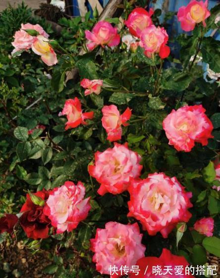 盘点十款经典月季花，每一款都是颜值搭档，总有一款深得你心