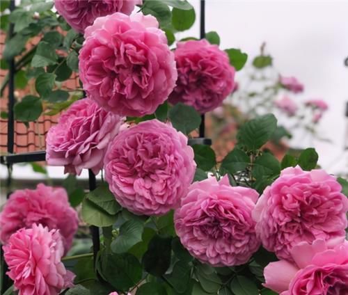  不用担心|养月季，冬天“巧修剪”，来年开花翻3倍