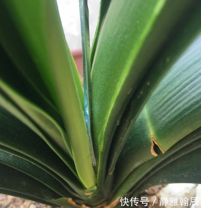 浇水|君子兰长出抽屉叶怎么办直接用刀割成开裆裤恢复吧