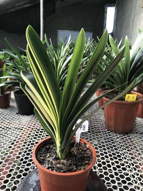 口诀|养君子兰要忙起来,翻盆施肥记住“口诀”,生长期长得旺