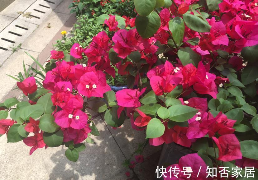 垃圾箱|垃圾箱常见的“3种花”,赶紧捡回家,剪一剪,来年美得不像话