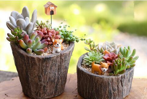 植物|刚买回来的多肉植物要注意