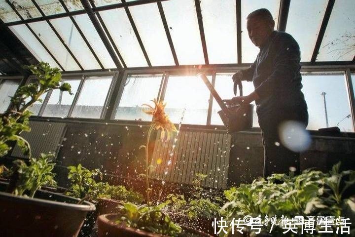 趵突泉|隐匿市区潜心研究养菊36年，“菊王“卞锁军的花匠情怀