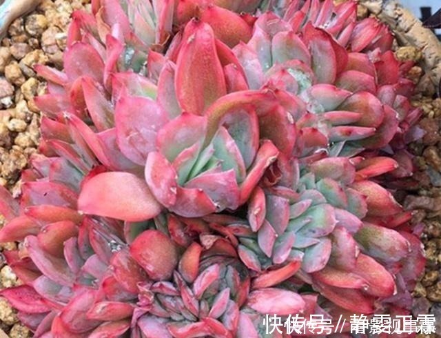 光照|养多肉，这4个“要点”缺一不可，少一个，都难以养活！