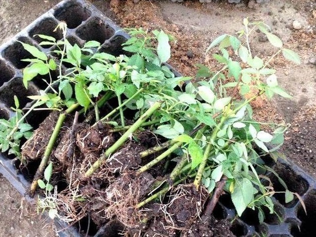 4种花随手放土里就能活,浇点水,7天就长根,坐等爆盆!