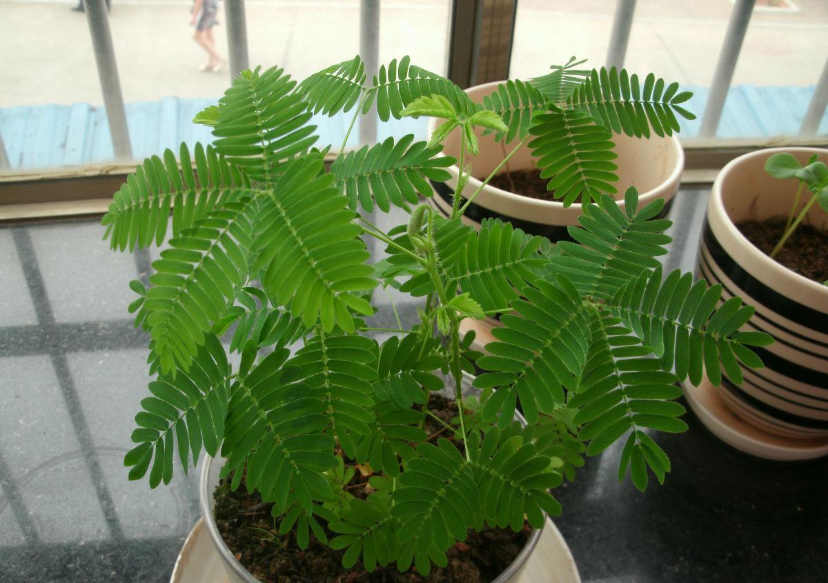 到了深秋,拿这3样“废物制肥”,养花效果显著,还不用花钱