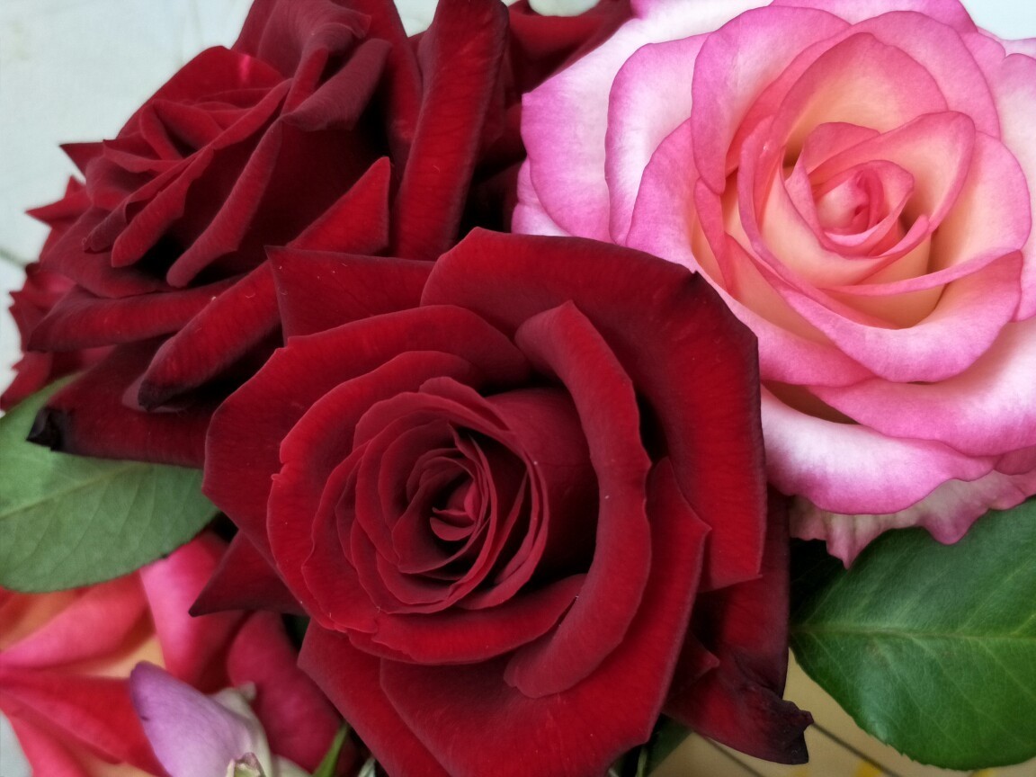 浇花|很厉害的浇花营养液,人人都能做,每天一勺,叶绿花开不断