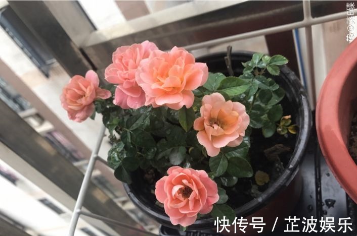 绿萝浇啤酒,文竹来勺糖,1个月嗖嗖长2米!