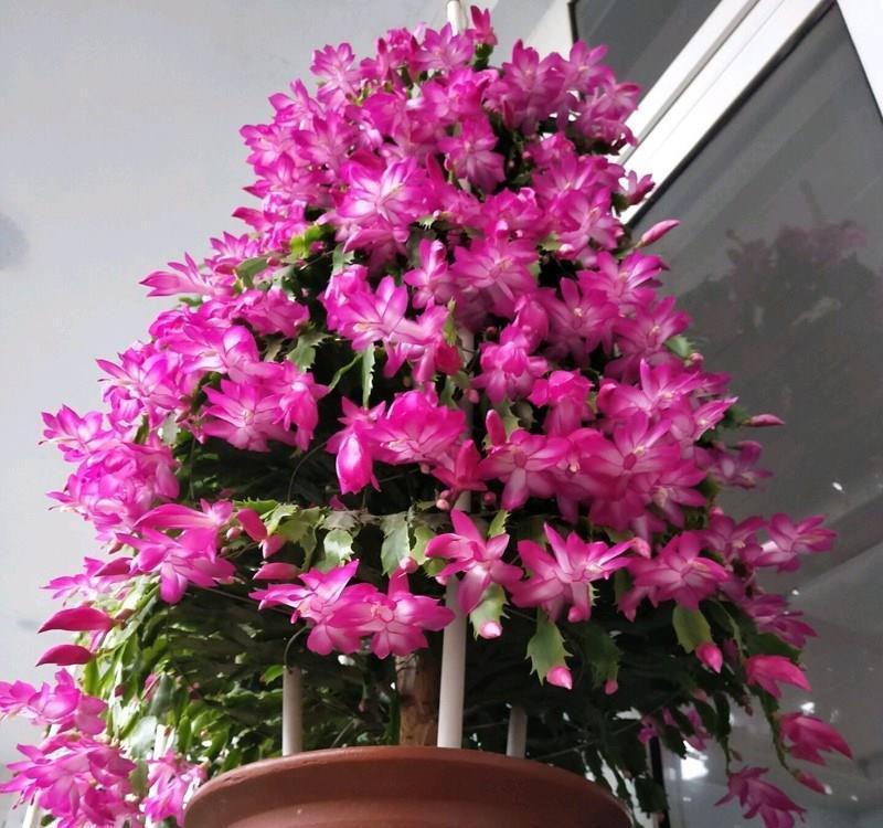 蟹爪兰|蟹爪兰在夏天,3个“禁忌”要牢记,不然叶片干瘪,度夏很难