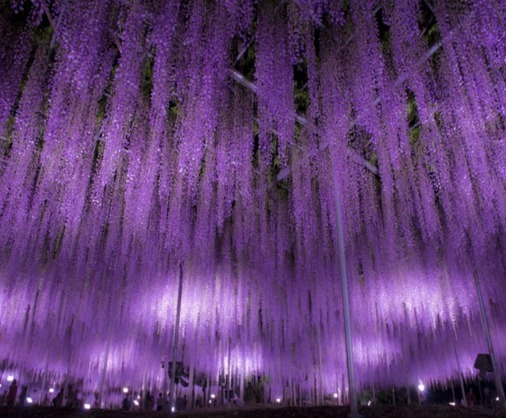 家里不要乱养花,里面有讲究!懂得人爱养此8种花,飘香还养人