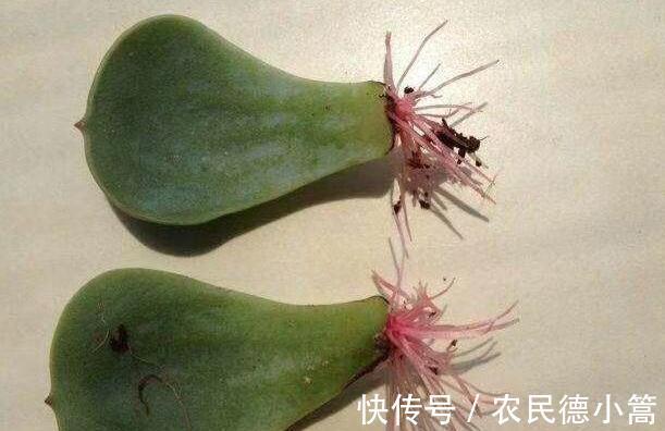 叶插|多肉扦插这样操作成活率高,很快就能长出根