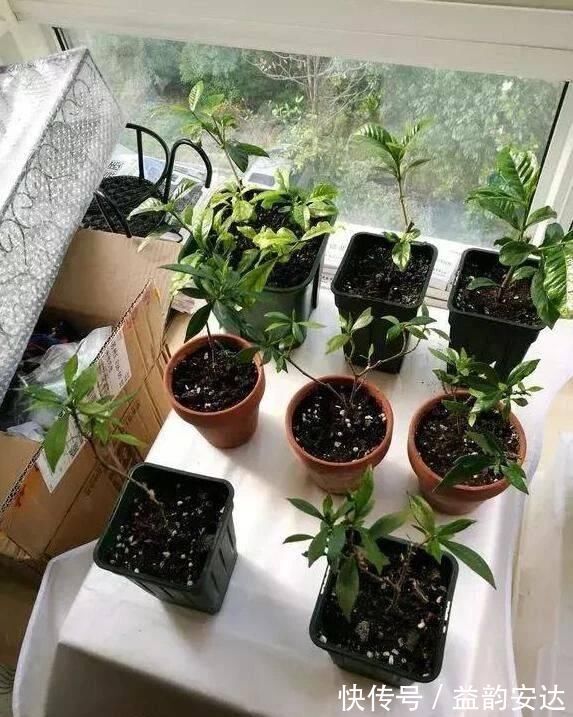 家里的塑料油桶别扔,有3个“妙用”,种菜效率高,扦插生根快