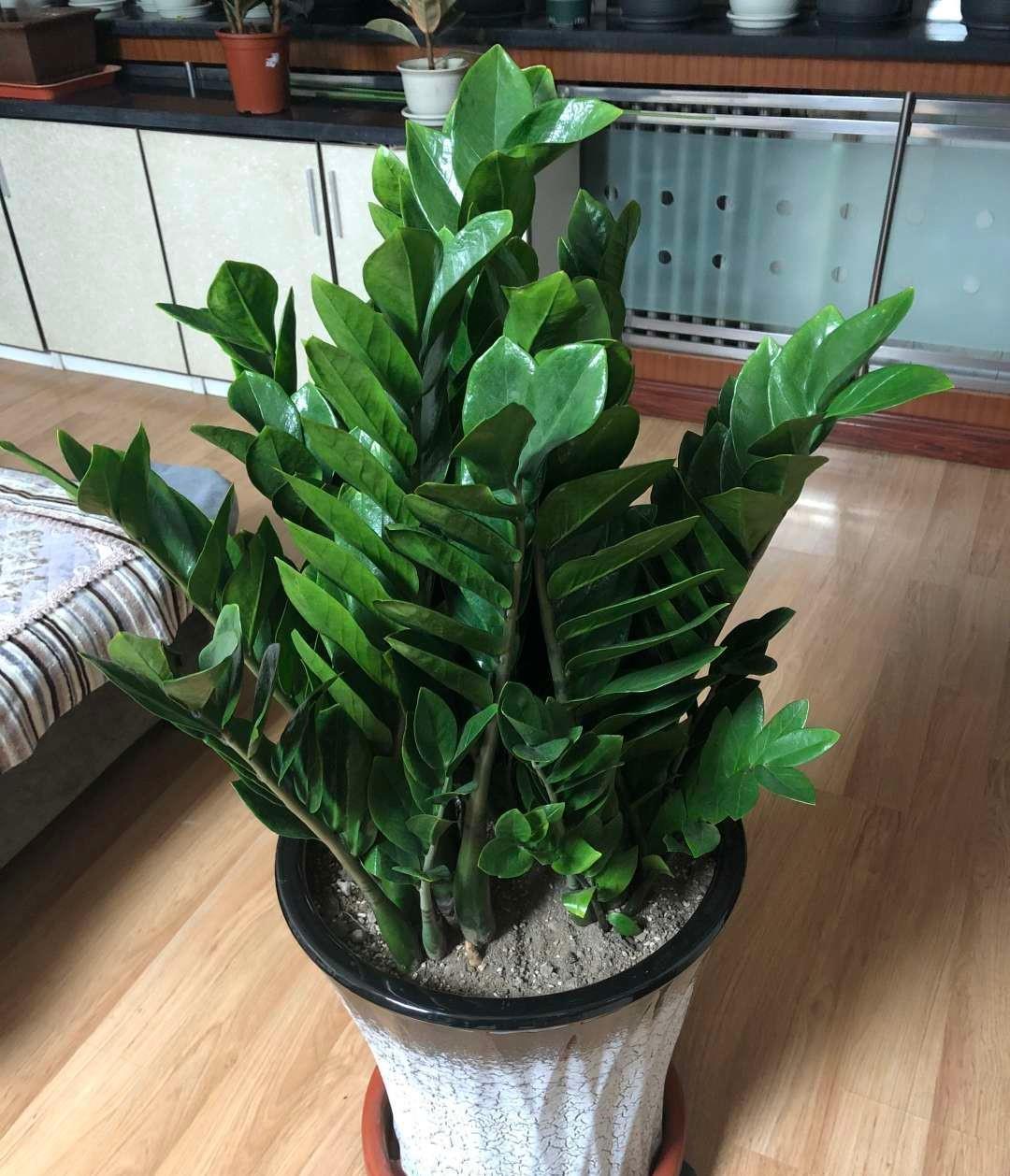 旺财旺运的5种盆栽,好看好养,放家里一盆不吃亏