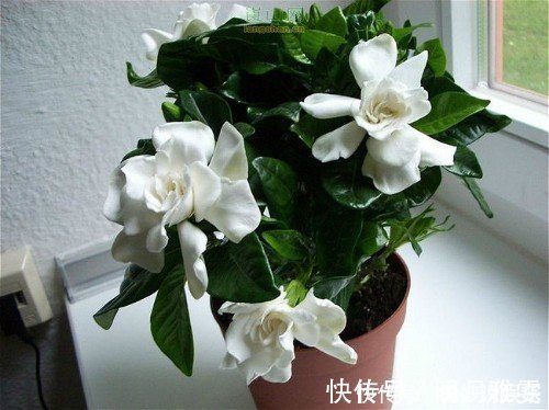 芳香|这5种花卉盆栽,美丽又好闻,花期长,花量大,给家里满屋馨香