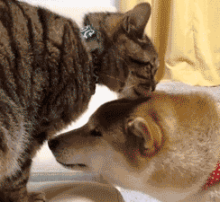 |搞笑动图:猫爪乱舞,别以为我好欺负!