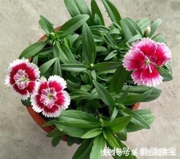 养花|养花就养1盆它，种子撒盆里，1周发芽，开花多，从春开到秋！